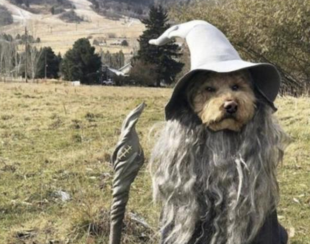 Funny Photos 10-19-2020 #5