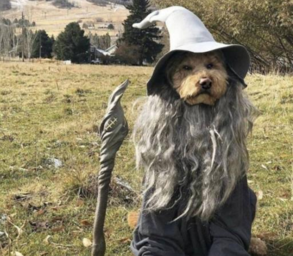 Funny Photos 11-12-2019 #16