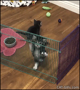 You Cat Cage Me!