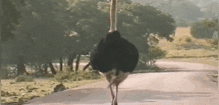 Ostrich Will Do You Good