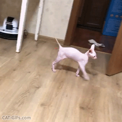 Jumping Cat Flash