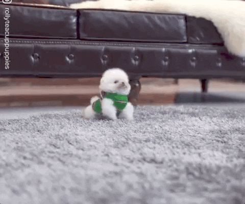 GIFs of the Week 01-20-2021 #12