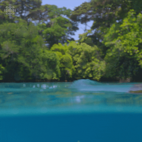 GIFs of the Week 04-29-2020 #13