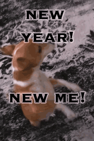 GIFs of the Week New Year Edition #8