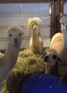  Don’t start an alpaca farm in the front room.