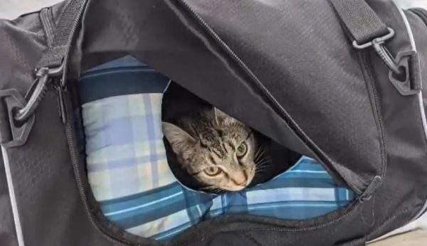 Bomb Squad Called to Investigate Suspicious Duffel Bag, Finds Kittens Inside