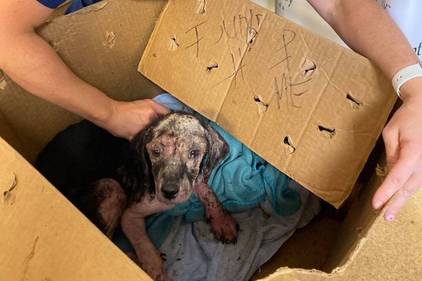 Mandatory Good News: Abandoned Puppy Saved From Recycling Bin by Kentucky Humane Society Employee