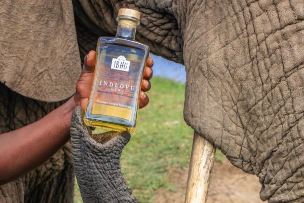 Stinky Drinks: This Gin Has a Smelliest of Ingredients (Elephant Poop)