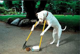 1. Dog Poop Revenge