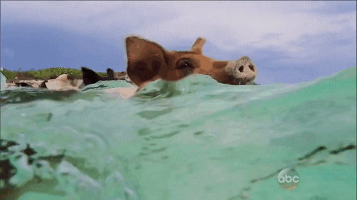 Paddling with Pigs