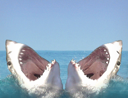 Mandatory GIFs Shark Week Edition #7