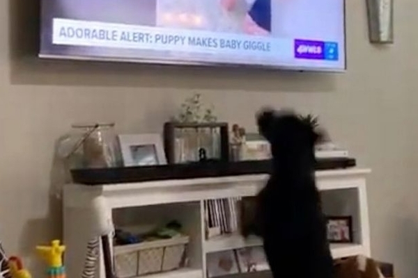 Influencer Dog Loses His Mind Seeing Himself on TV, Put All Influencers and Their Protein Shakes to Shame