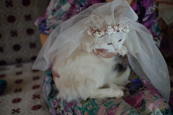 Man Married His Cat For Charity, Seems Like Convenient Way to Get Away With Marrying Your Cat