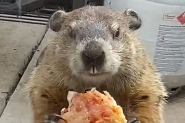 Woman Sees Groundhog Eat Pizza Outside Her Quarantine, Predicts Life Won’t Return For Another 6 Weeks