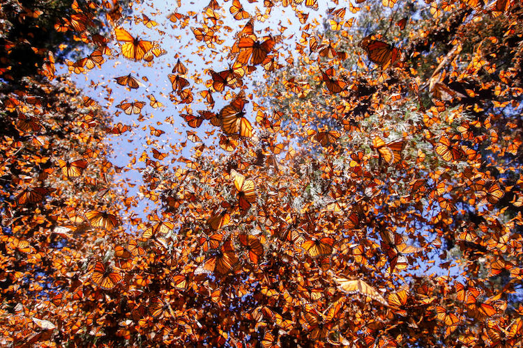 Butterflies From Mexico Prove No Wall Will Stop Their Migration to California
