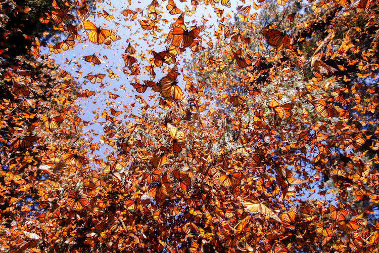 Butterflies From Mexico Prove No Wall Will Stop Their Migration to California