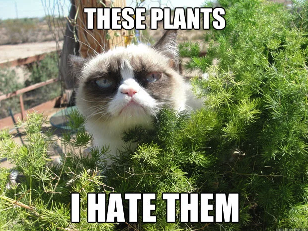 Mandatory Monday Memes RIP Grumpy Cat #12