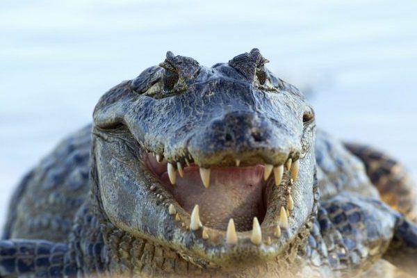 Meanwhile In Florida: Meth Gators Are Back (And Eating Men Who Overdose on Meth)