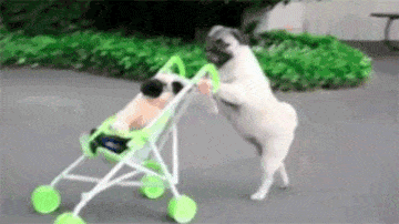 25 Hilarious Dog GIFS to Celebrate National Dog Day (And Your