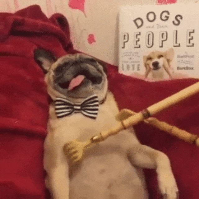 40 Hilarious Dog GIFs Guaranteed To Make Your Day