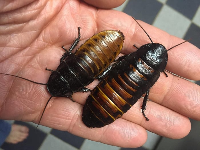 Sexed Pair of Madagascar Hissing Cockroaches - $9.99