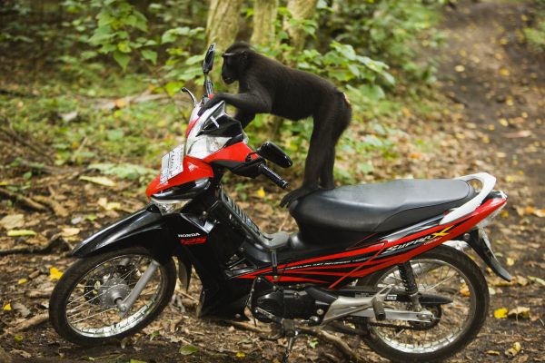 15. Motorcycling Monkey Tries to Steal Kid, Most Unlikely Biker Gang Initiation Yet