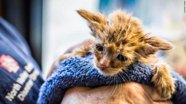 20. Rescued Baby Yoda Kitten Is the Only Good News to Come Out of California Wildfires