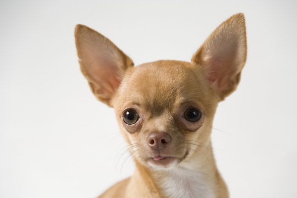 3. Man Suffering a Stroke Saved By Hero Chihuahua, Beat That Taco Bell
