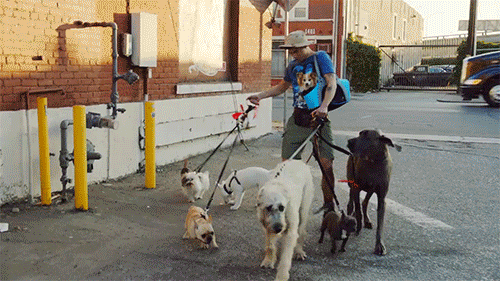 2. Walking All The Dogs