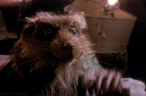 Splinter Would Be Less of a Master, More of an Emotional Support Animal
