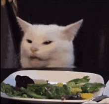 Cats Around The World Stop Eating