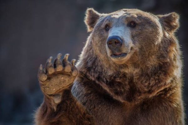 Three-Legged Bear Caught on Camera Stealing Diet Coke From Garage, Can’t Taste the Feeling