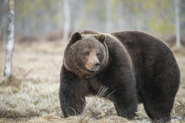 Trending #FatBearWeek Pits Bears Against One Another in Adorable Body-Shaming Event