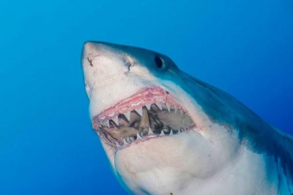 Oh, Baby! Pregnant Woman Saves Husband From Shark Attack