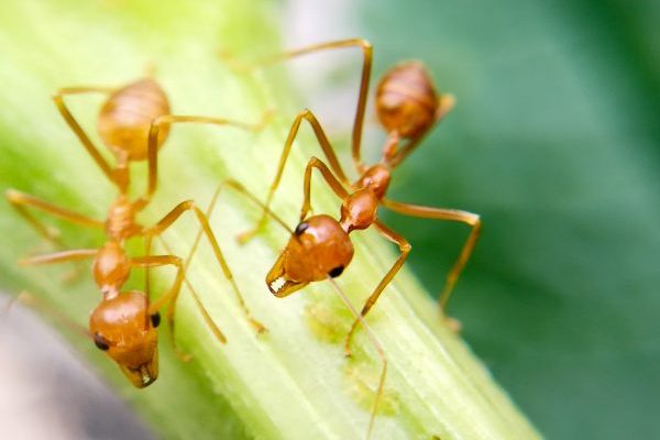 Petition to Rename Fire Ants to ‘Spicy Boys’ Gathers Steam, ‘Picante’ Rejected For Being Too Clever