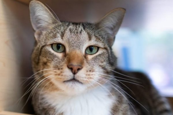 Shelter Cat Fingered As Purr-Petrator in Repeated Cases of Kitty Breakout