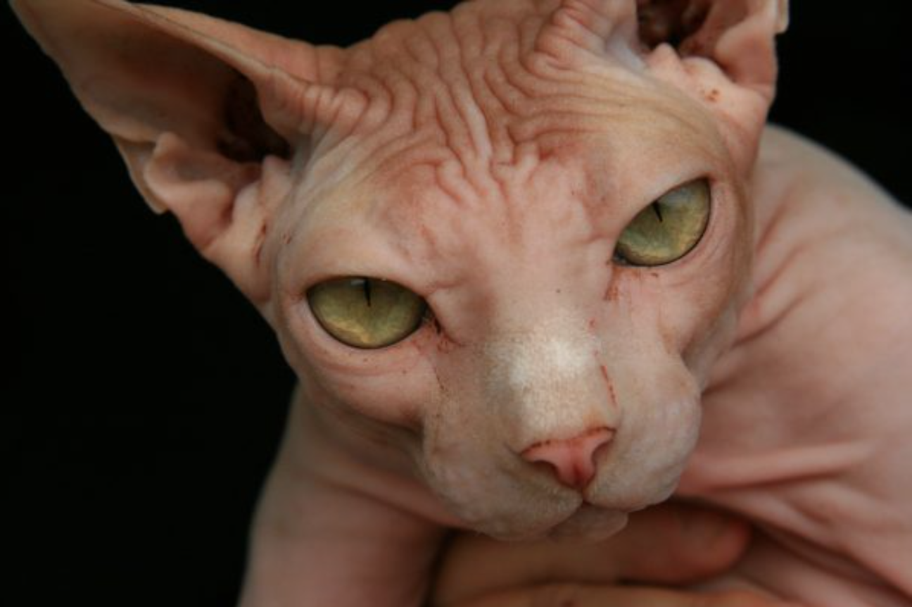6. Woman Caught Breastfeeding Hairless Cat on a Delta Flight, Really Milking the On-Board Pet Policy