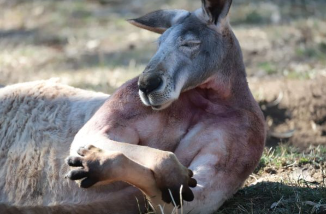 Meanwhile in Australia: Buff Kangaroo Goes Viral For Sex Appeal, And We Concur