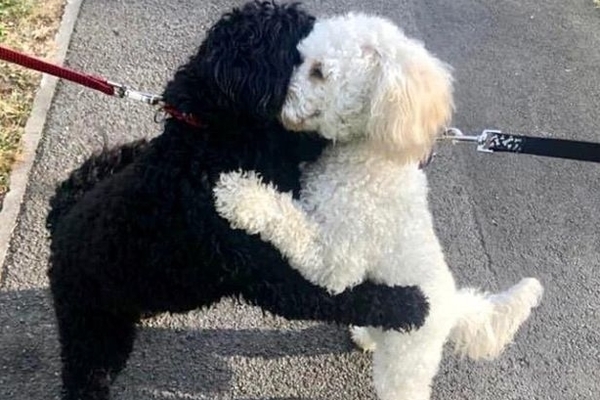 Separated Dogs Run Into Each Other on Walk and Hug After Lockdown, More of This Please