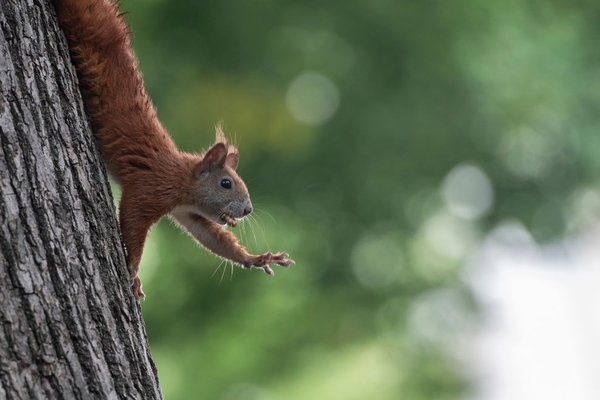 Aww Nuts: Squirrel in Colorado Tests Positive for Bubonic Plague Because 2020