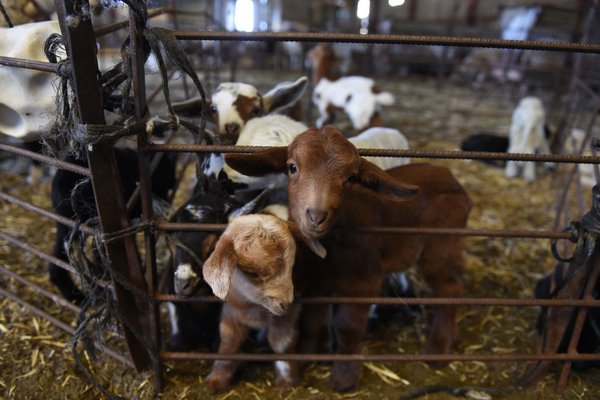 Meanwhile in Florida…Woman Sues for Paternity Test on Goats (But Not for the Reason You Think)
