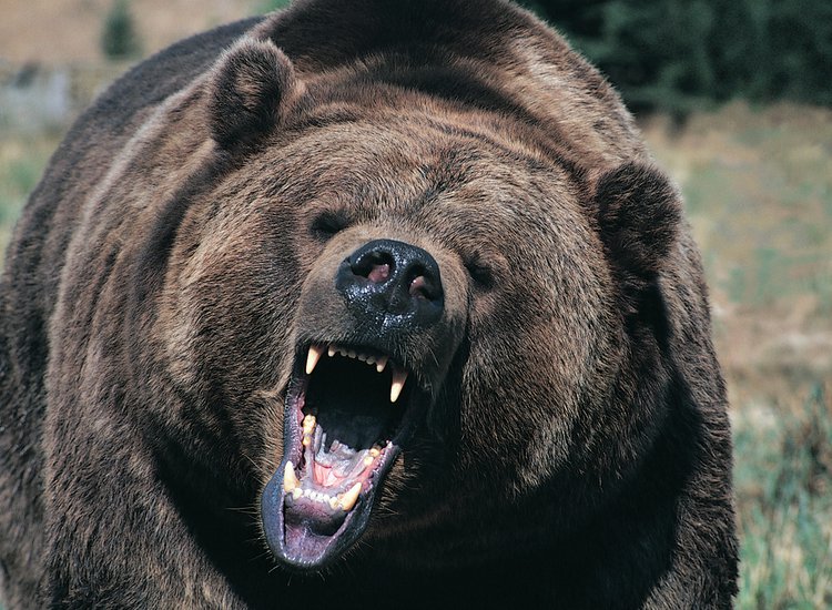 Man Survived as Bear Food for a Month by Drinking His Own Urine