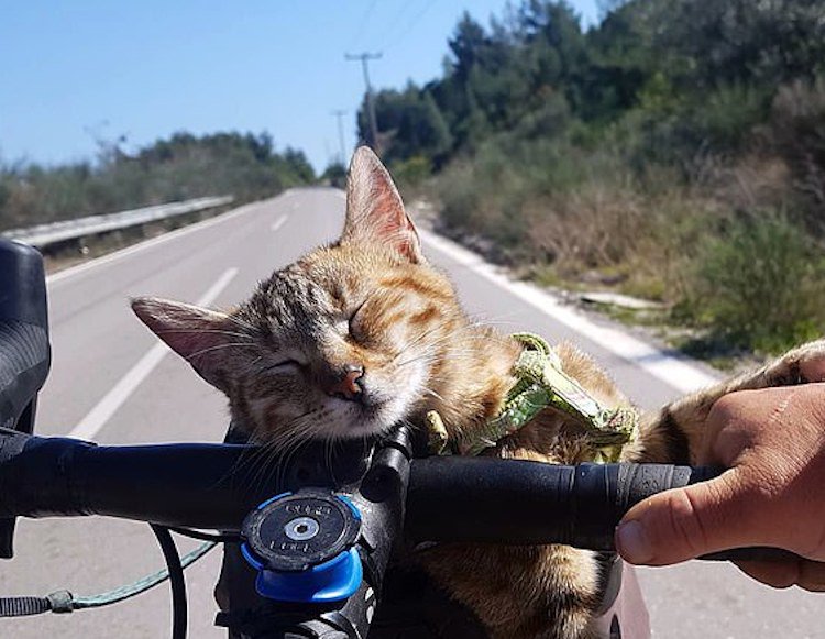 Cyclist Travels World With Only a Bike and Cat (What More Could You Want?)
