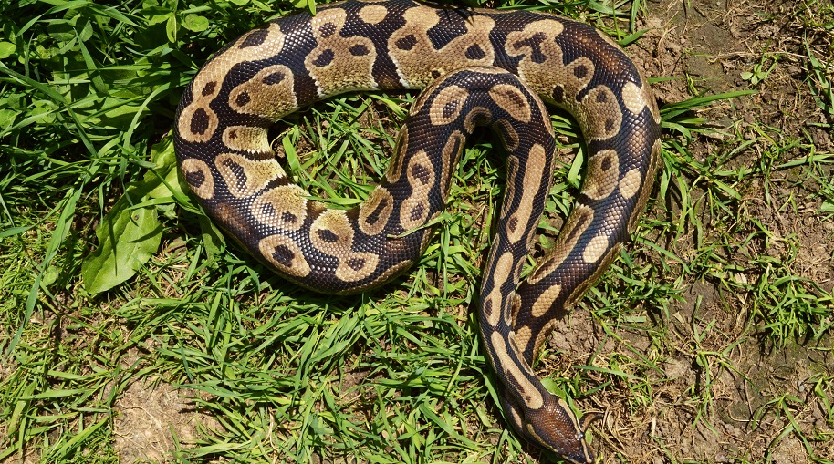 A Giant Python Swallowed An Indonesian Villager...Again